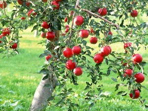 Красавицы-яблони в саду